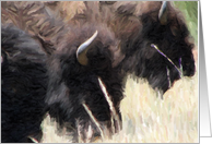 Buffalo Trio Birthday card