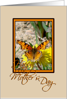 Butterfly on Dandelion card
