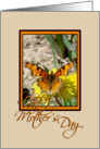 Butterfly on Dandelion card