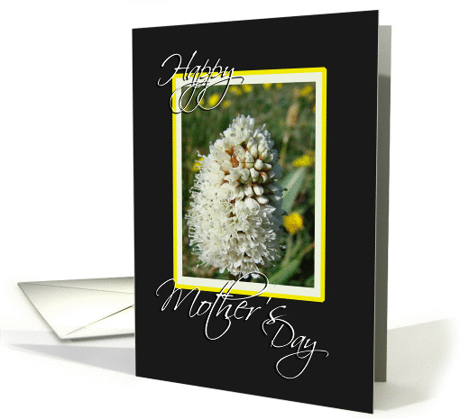 White mountain wildflower card (142580)