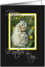White mountain wildflower card