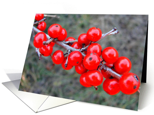 Possum Haw Berries card (152603)
