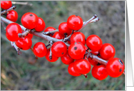 Possum Haw Berries card