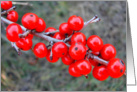 Possum Haw Berries card