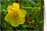 Welcome Spring card