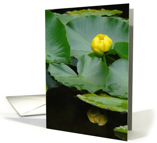 Mountain Water Lily card (153574)