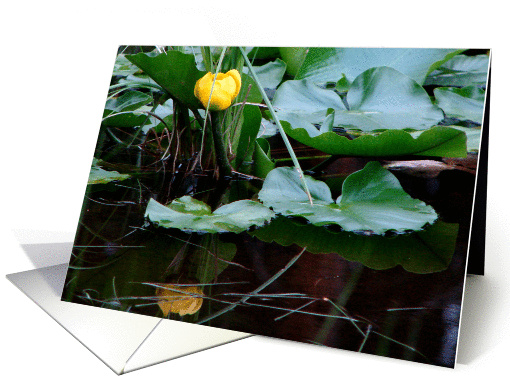 Mountain Water Lily card (153580)