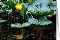 Mountain Water Lily card