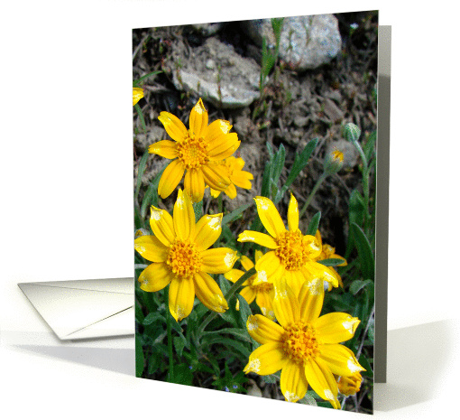 Mountain Flowers card (153590)