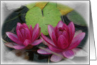Pink Water Lillies card