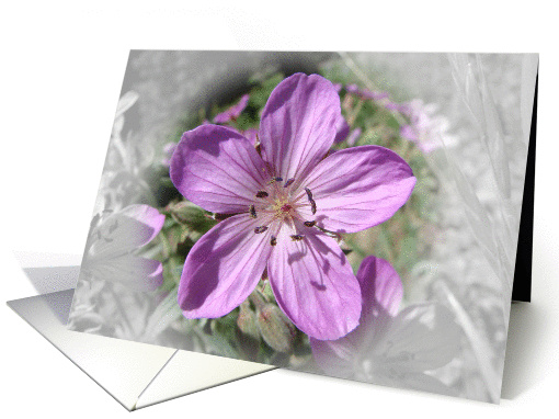 Purple Clematis card (254343)