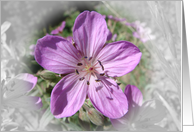 Purple Clematis card