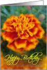 Marigold Birthday card
