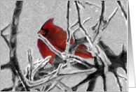 Cardinal Winter card