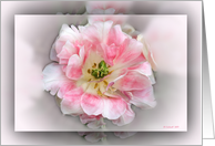 Double Pink Beauty card