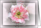 Double Pink Beauty card