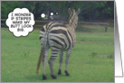 Zebra worries about butt card