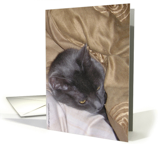 Stay in Bed Cat Mother's Day card (187720)