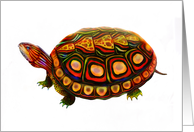 Wood Turtle card