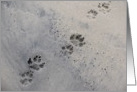 dog prints in the sand card