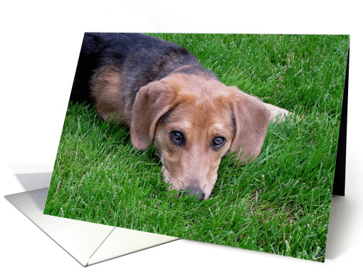 I'm sorry beagle card (1244318)
