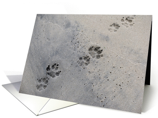 dog prints in the sand card (1244880)
