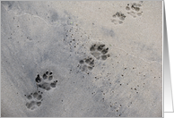 dog prints in the sand card