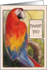 Scarlet Macaw - Thankyou card