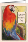 Scarlet Macaw - Mother’s Day card