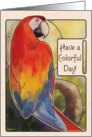 Scarlet Macaw - Colorful Day card