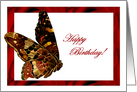 Wild Butterfly Birthday Card