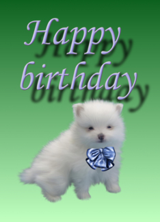 Happy birthday-puppy