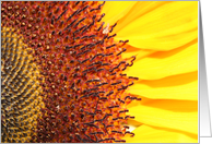 Part of a SunFlower card