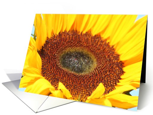 Part of a SunFlower card (433641)