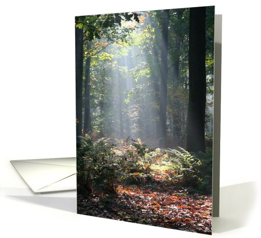 Mysterious Sunbeams in a Forest card (435890)