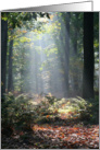 Mysterious Sunbeams in a Forest card