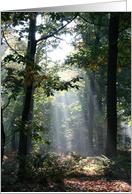 Mysterious Sunbeams in a Forest card