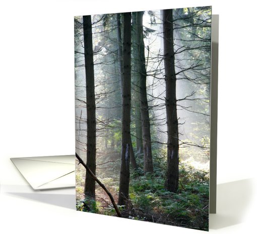 Mysterious Sunbeams in a Forest card (435895)