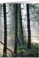 Mysterious Sunbeams in a Forest card
