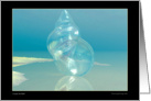Crystal Sea Shell Underwater card