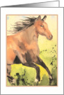 watercolor horse, blank note card