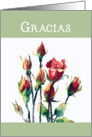 Thank You in Spanish, Gracias, Watercolor Roses card