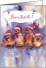 buon natale, Merry Christmas in Italian, singing sparrows card