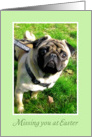 Missing you at Easter, Sad Pug card