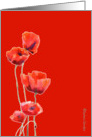 red poppies, watercolor painting, red background, card