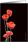 red poppies, watercolor painting, black background, card