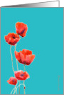 red poppies, watercolor painting, turquoise background, card