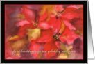 fijne kerstdagen, Merry Christmas in Dutch, poinsettia card