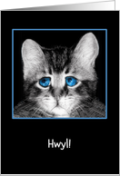 Hwyl, goodbye in Welsh, sad blue-eyed kitten card