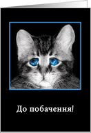 Do pobačennja, goodbye in Ukranian, sad blue-eyed kitten card